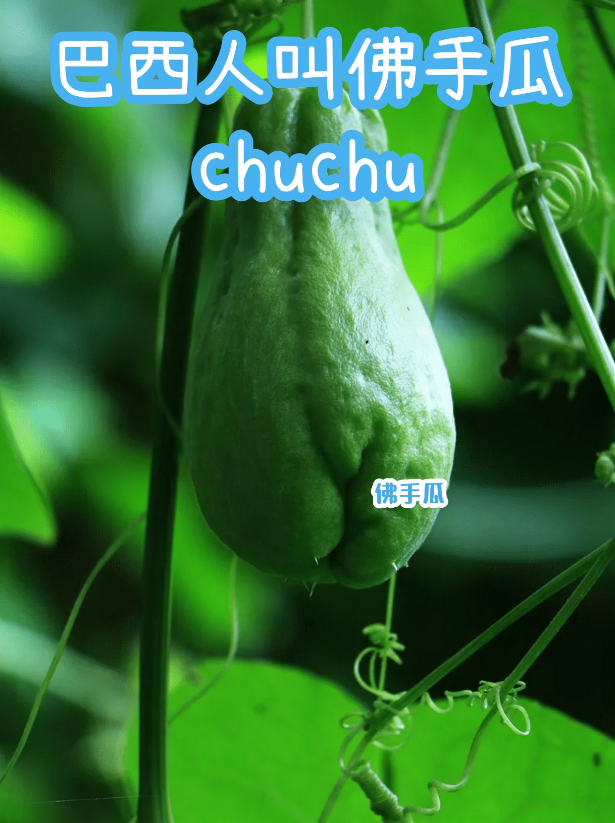 巴西人管佛手瓜叫chuchu，原来还能这么用