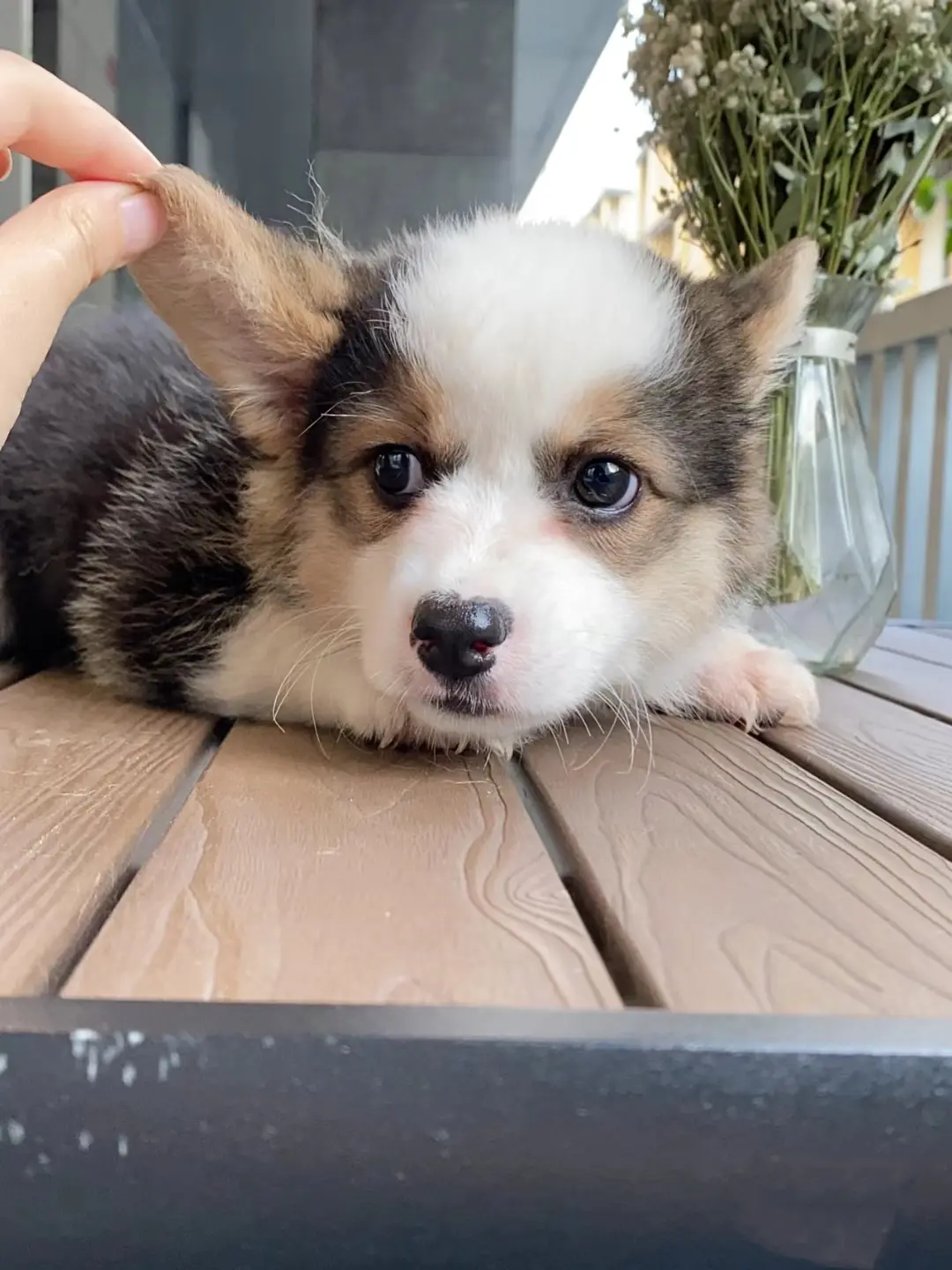 三色柯基宝宝蹲主人，太多照顾不过来