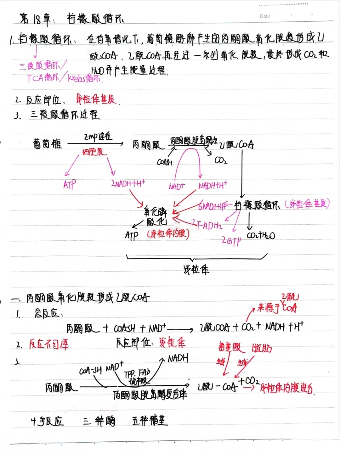 柠檬酸丙酮酸循环是什么