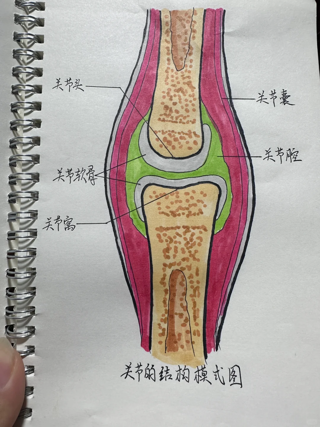 关节的结构模式图——初二生物