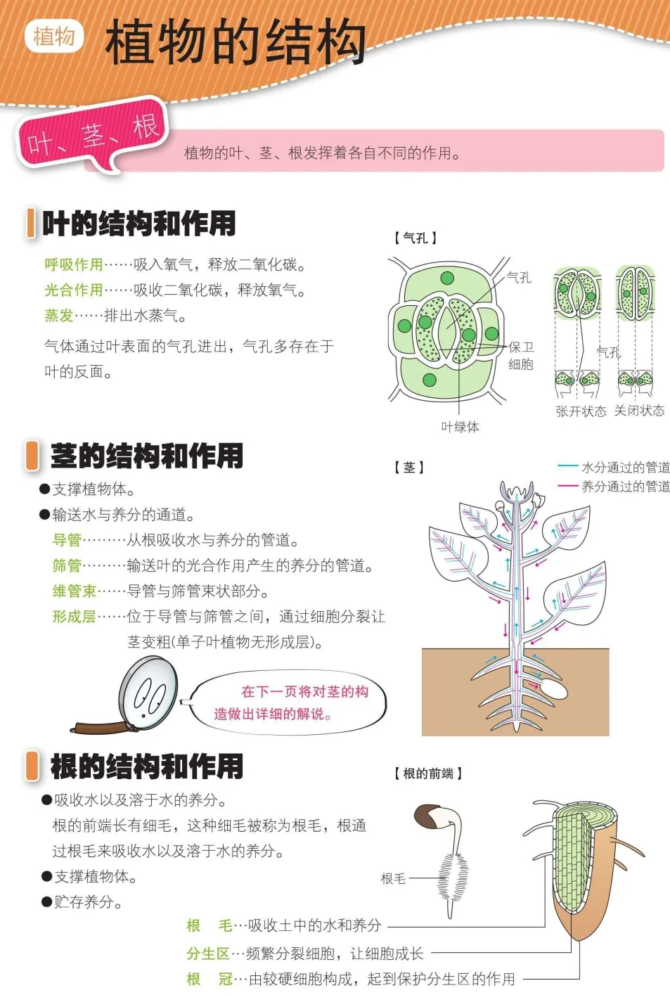 植物的结构