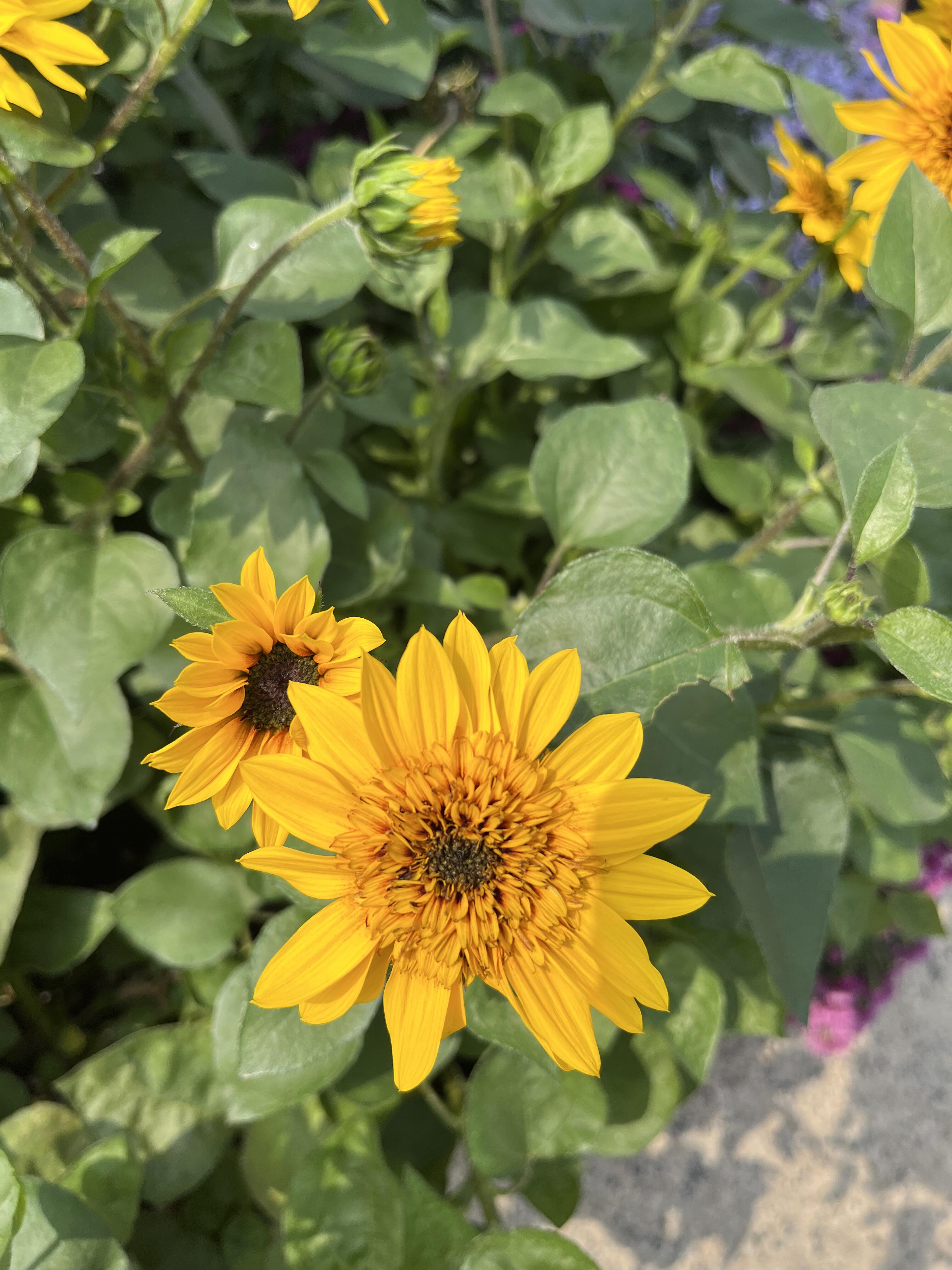 向日葵花语揭秘：爱与希望之花