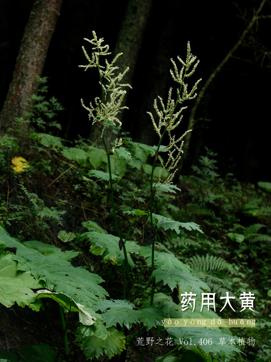 药用大黄：高大草本的神奇功效