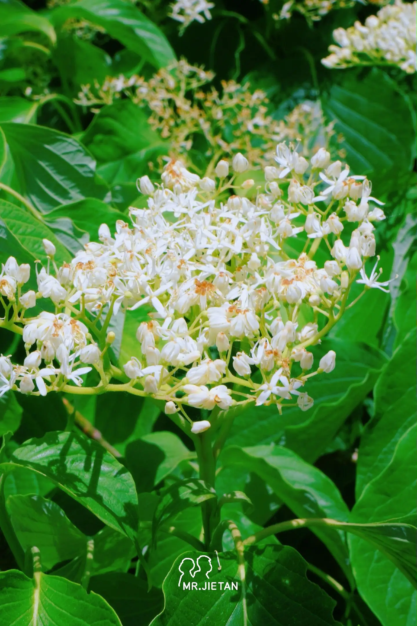 劳动公园灯台花