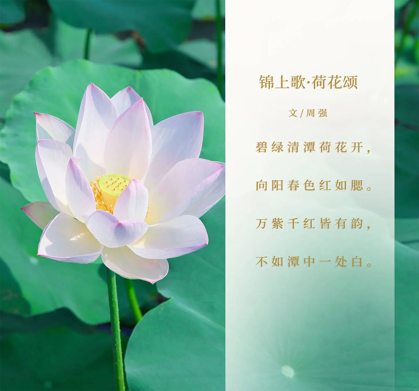 七言绝句诗赏析《锦上歌.荷花颂》