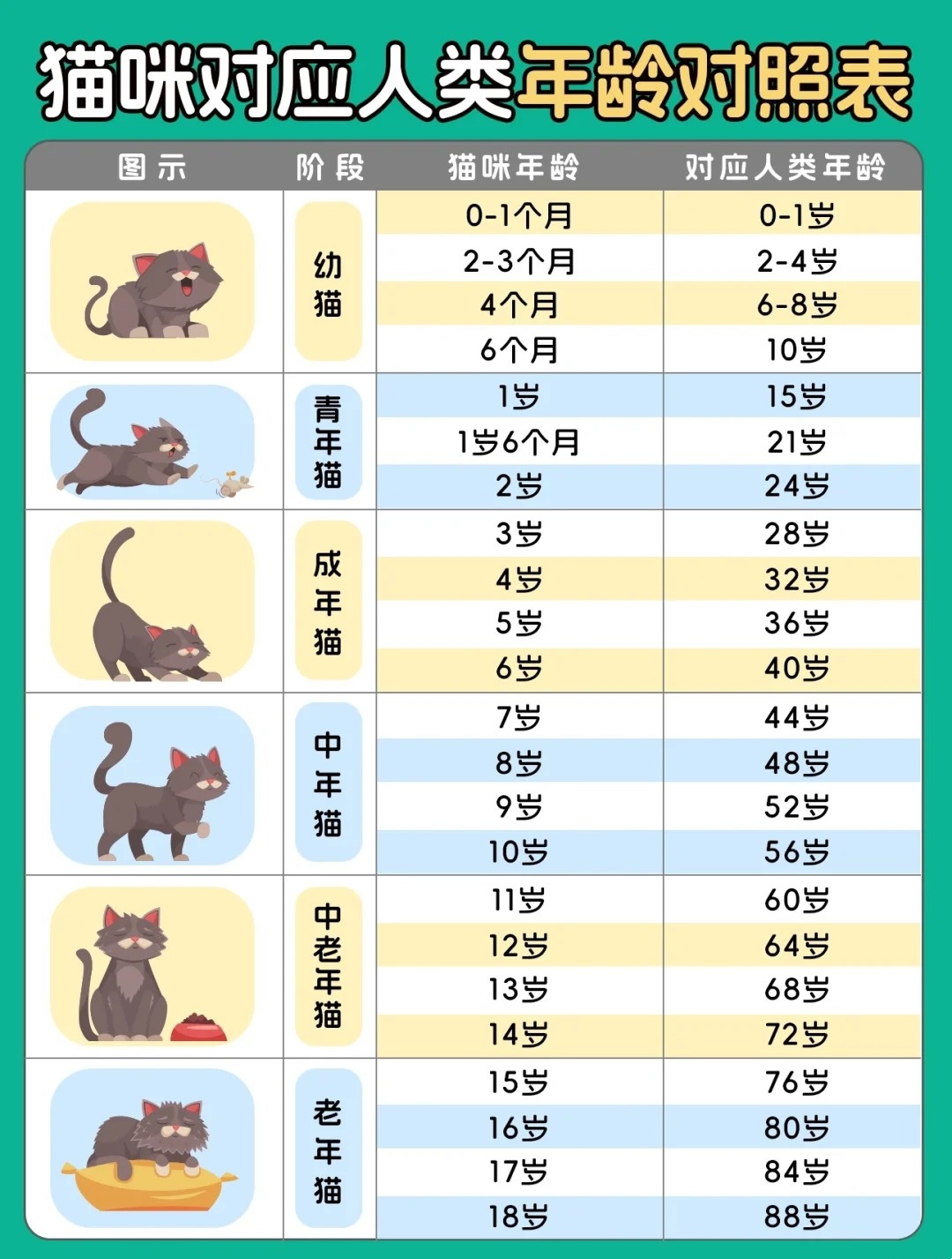 猫的寿命一年相当于人类多少
