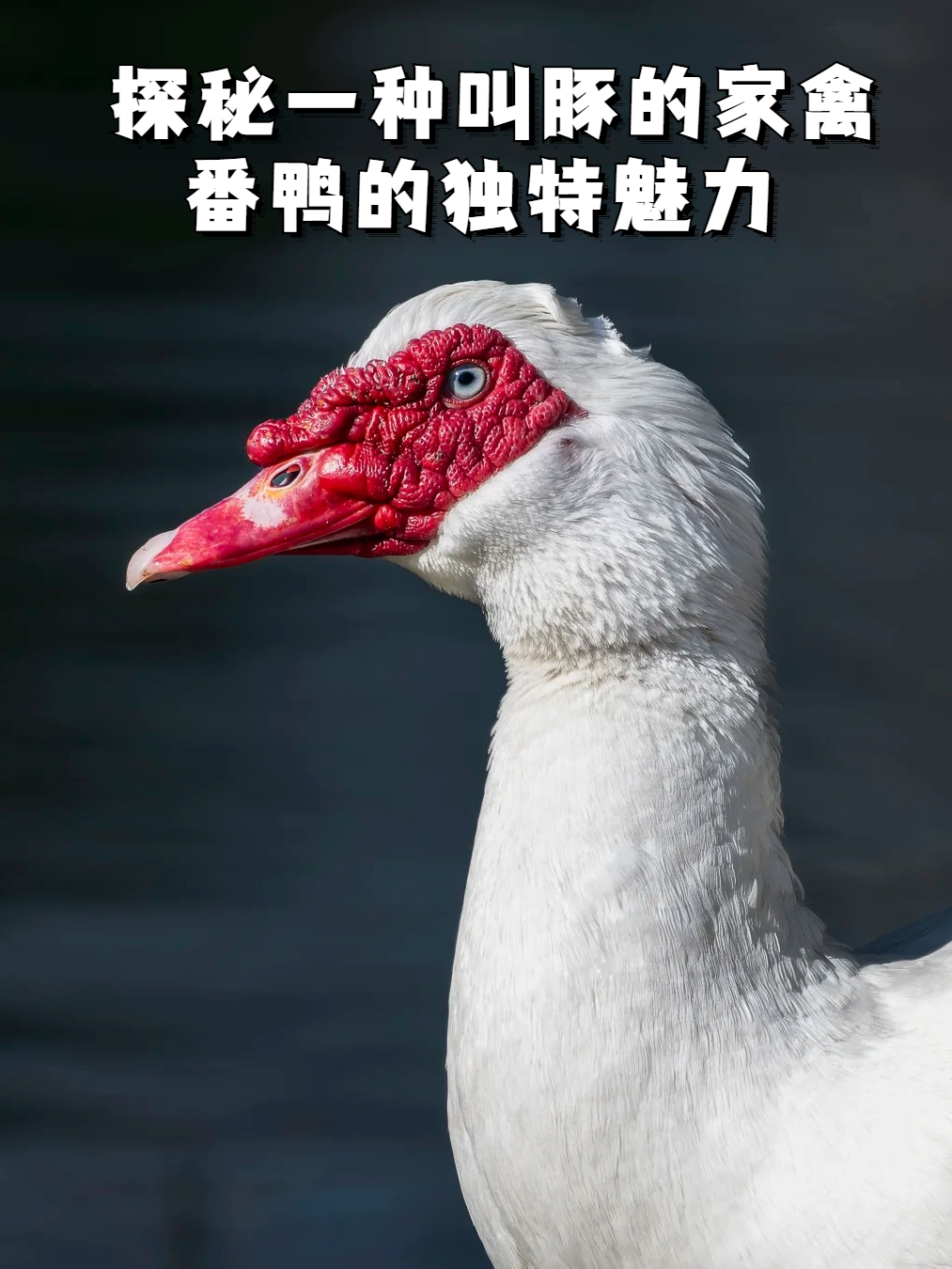 探秘一种叫豚的家禽：番鸭的独特魅力