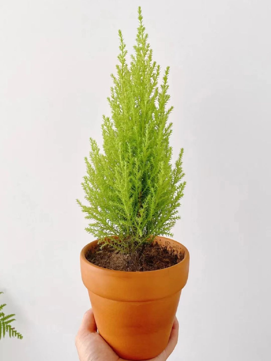 植物养护 i 超可爱的小香松