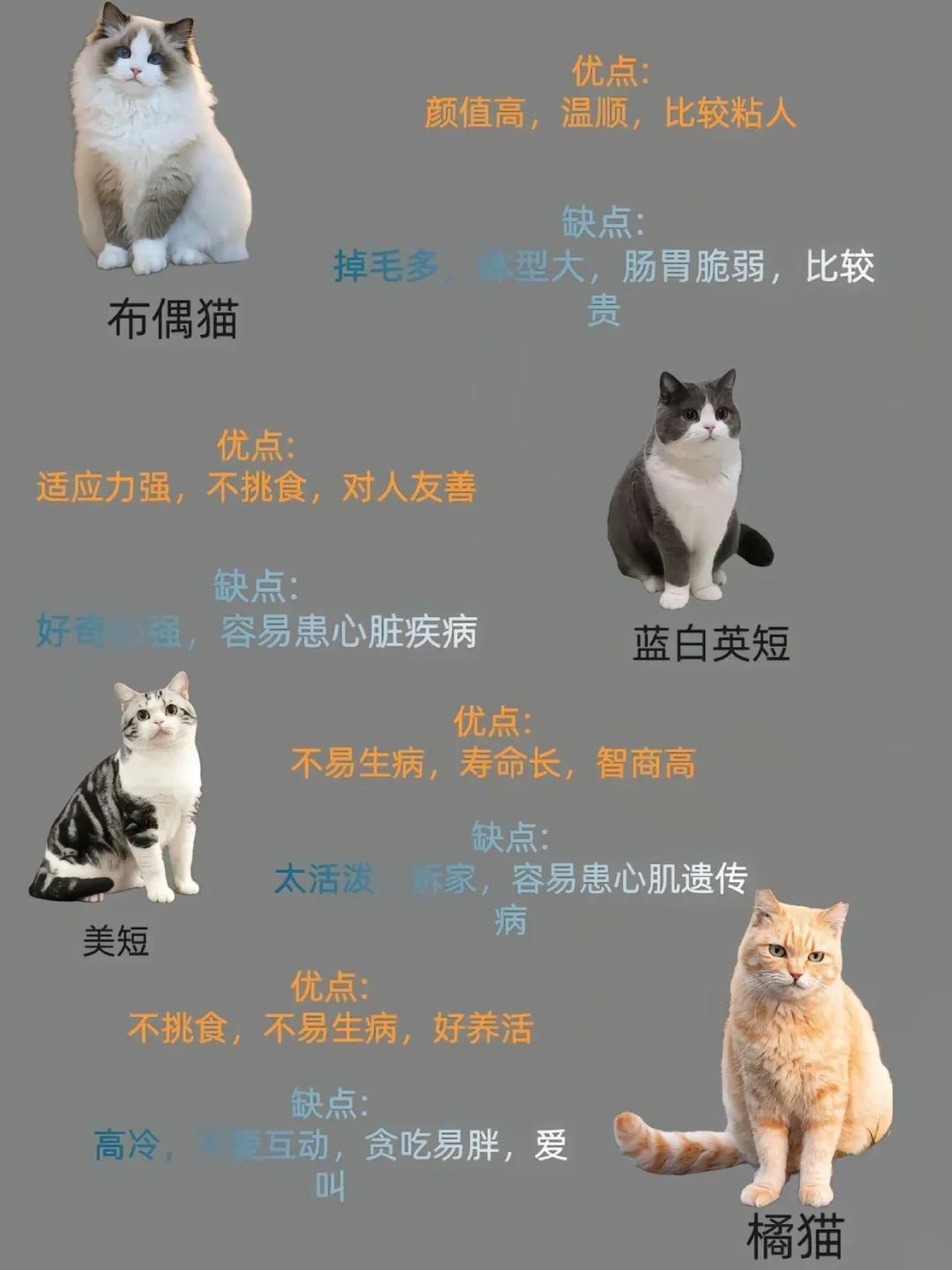 猫咪品种大全解析