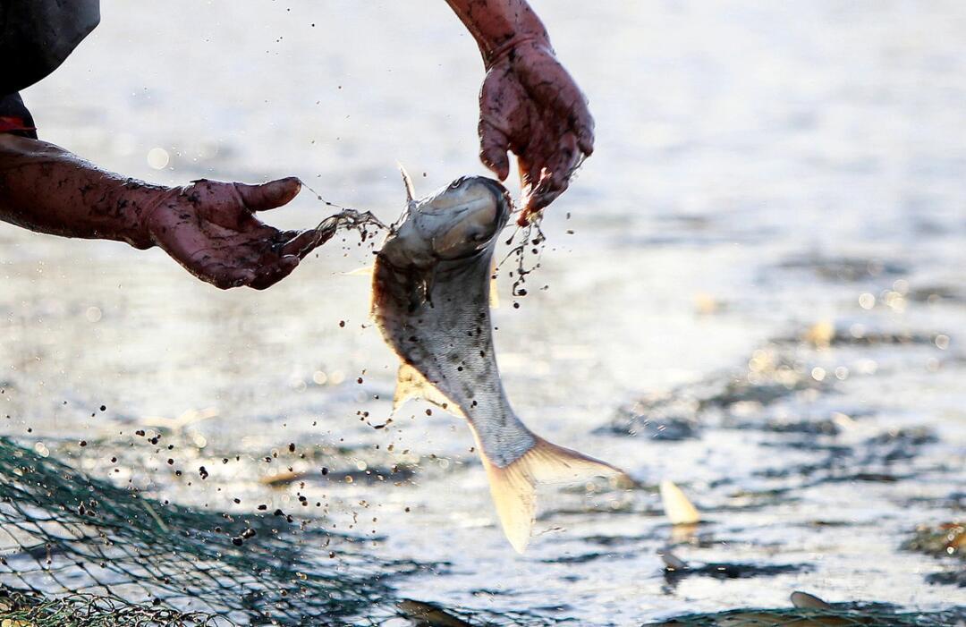 梦回干涸之河,捞获丰鱼,寓意何在?——一场关于转变与收获的梦境解析 梦回干涸之河,捞获丰鱼,寓意何在?——一场关于转变与收获的梦境解析