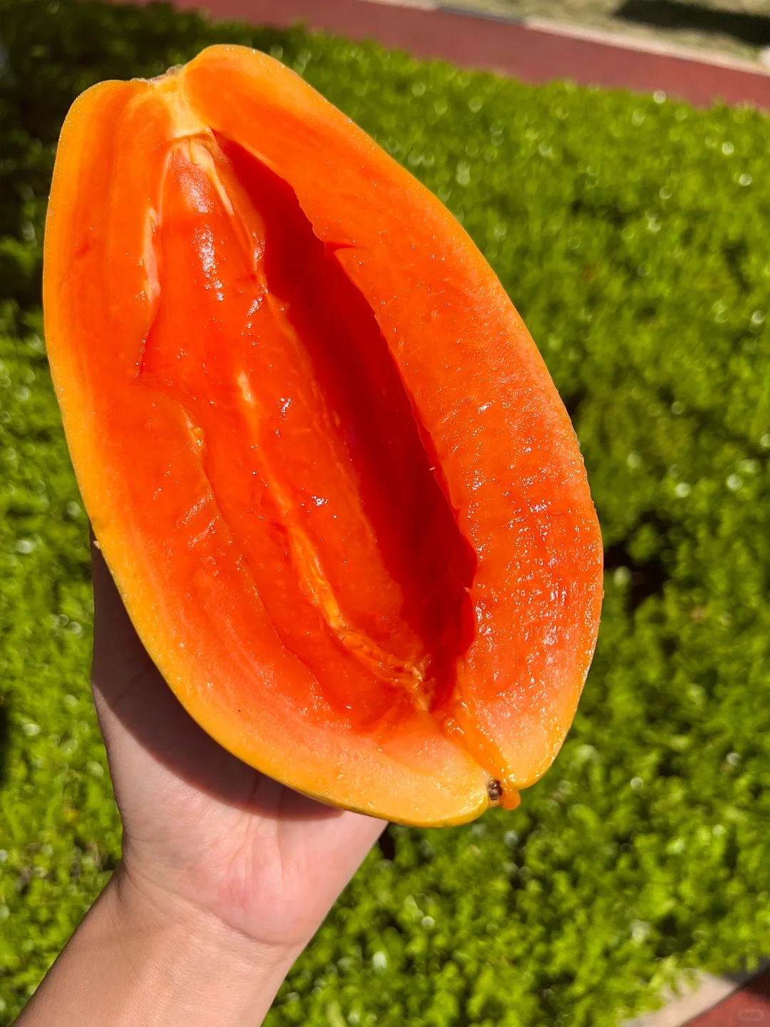 终于买到正宗的大青红心木瓜了！好甜！