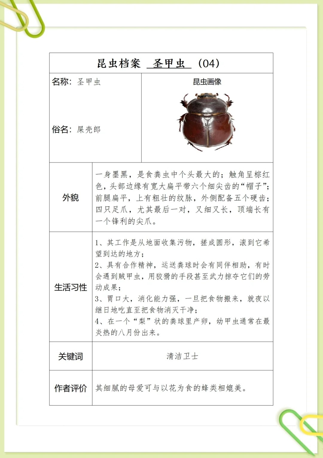 昆虫记蝉外形特征
