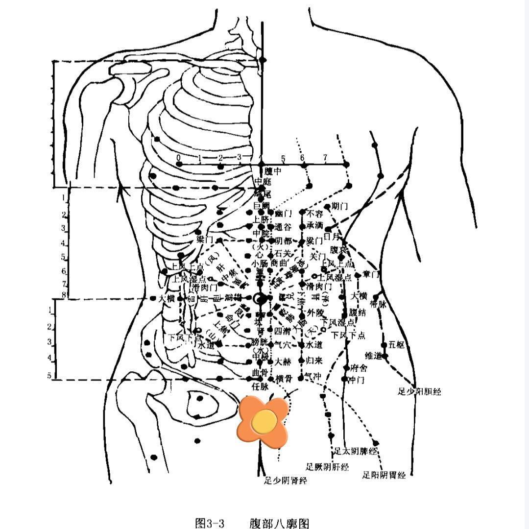 速看！腹部穴位图来啦