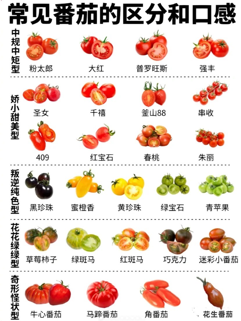 挑选粉西红柿和红西红柿，哪个更好？