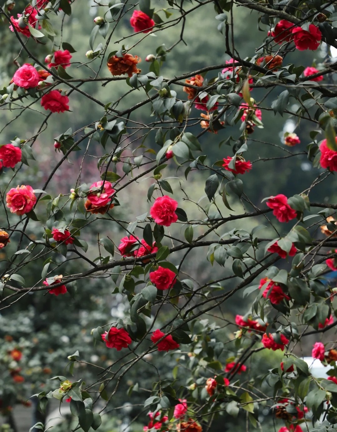 带你了解：重庆市花山茶花的魅力