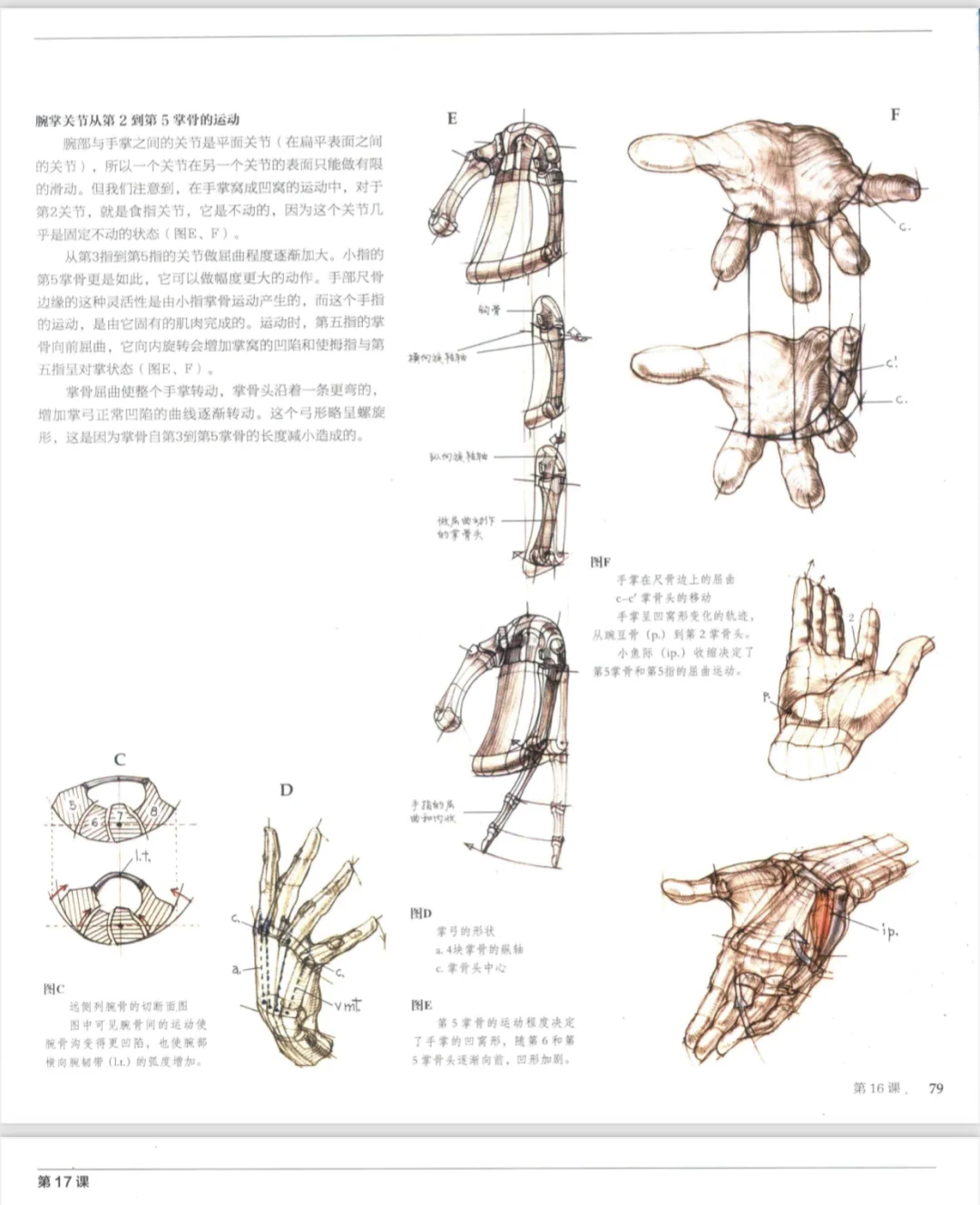艺术考研｜手部结构详细剖析