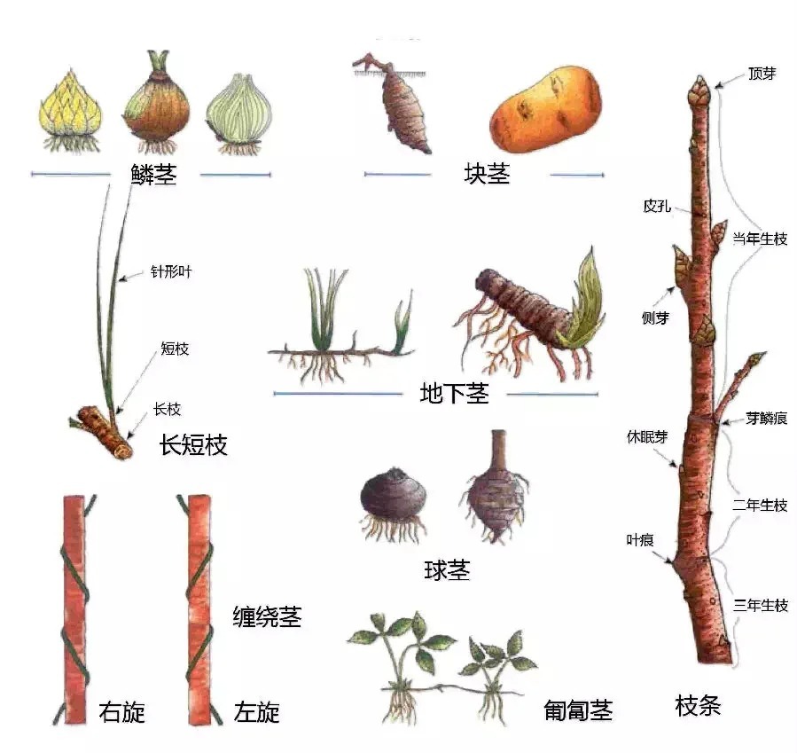 带你了解：各种类型的植物茎