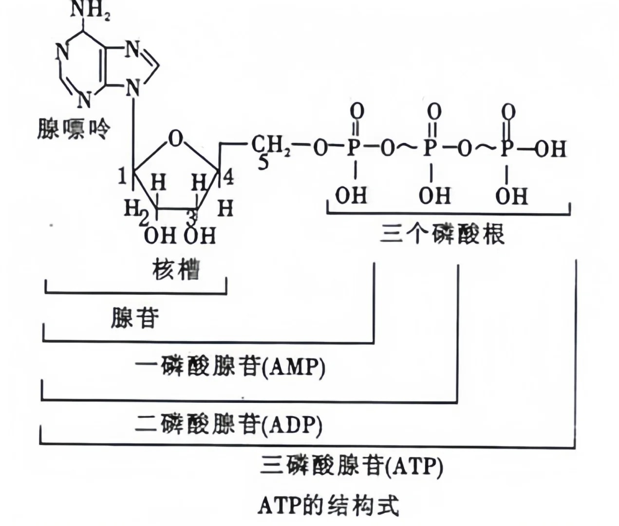 速看：atp和adp可以迅速转换吗