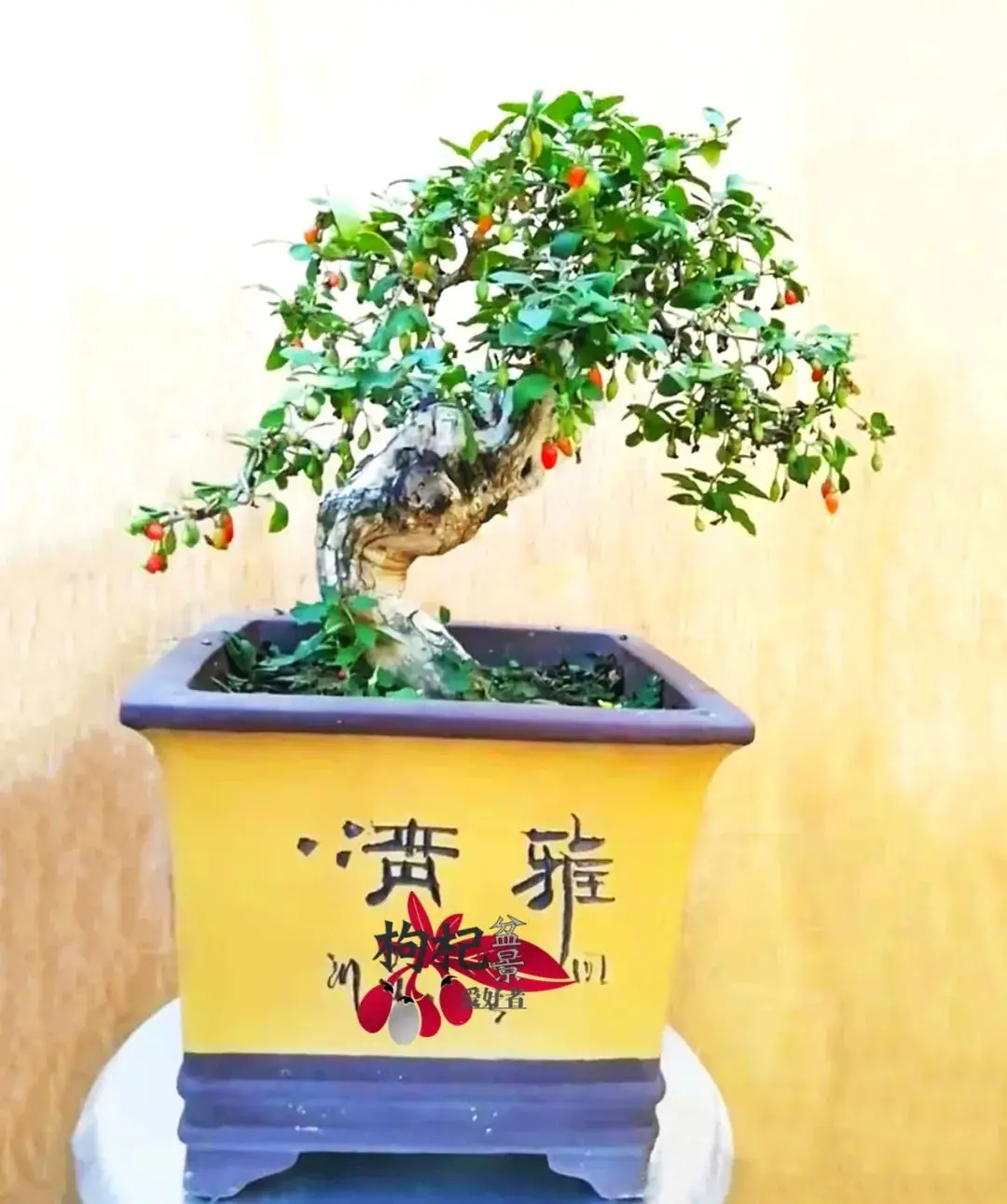 枸杞盆景惹人爱啊