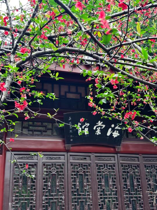 春景里的中式浪漫|海棠公园蕞美时