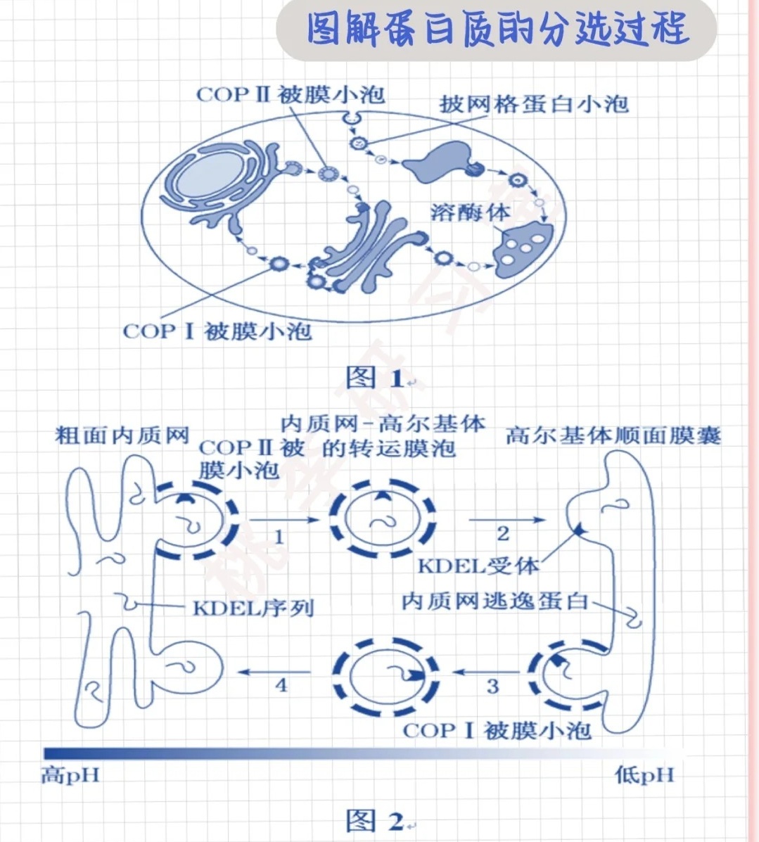 带你了解:何为蛋白质分选,以及细胞内的基本途径和分选类型