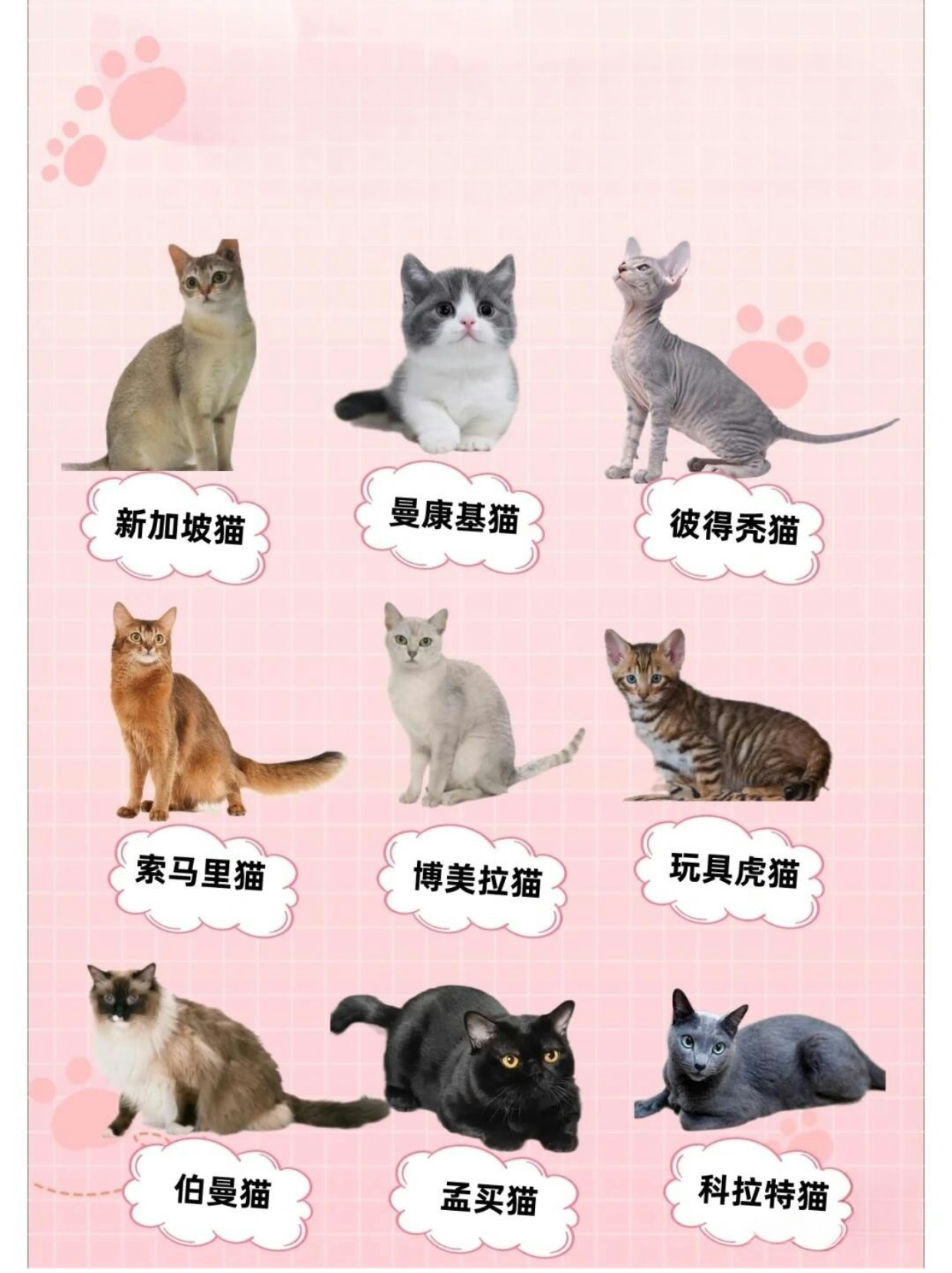 热门猫咪品种图片大全和相关介绍