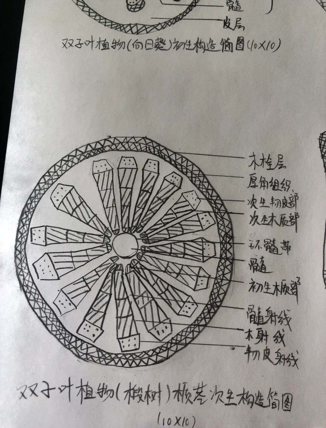 科普：双子叶植物茎的木栓形成层究竟源自哪里？