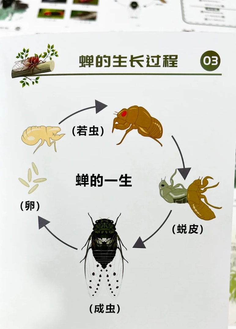 昆虫记中蝉的外貌