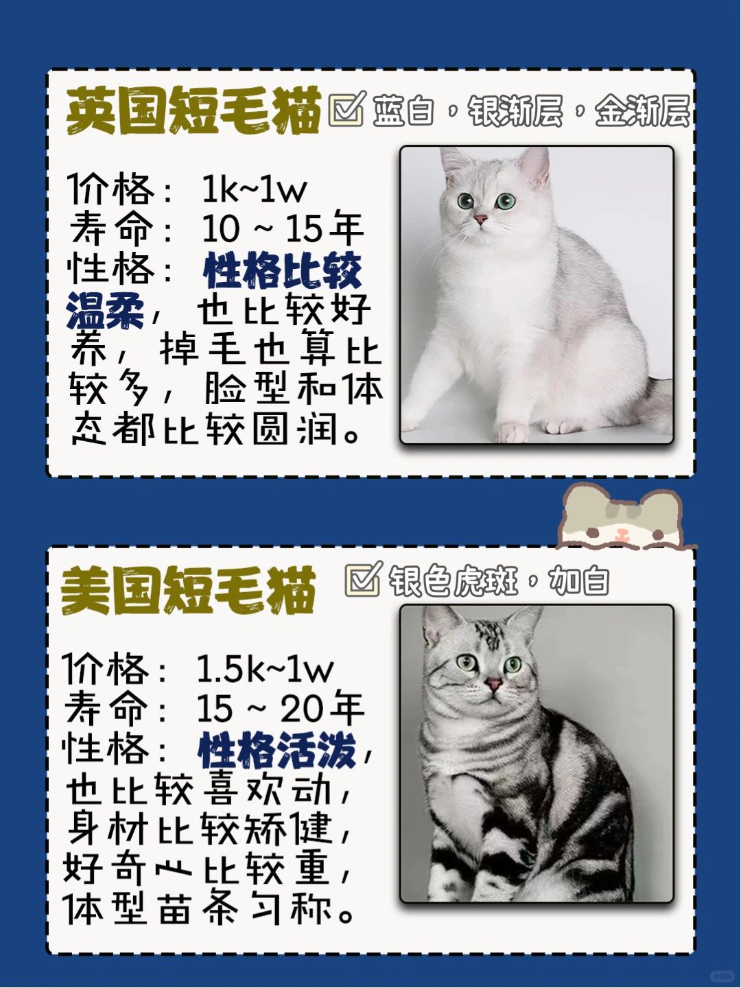 国外买猫贵吗现在