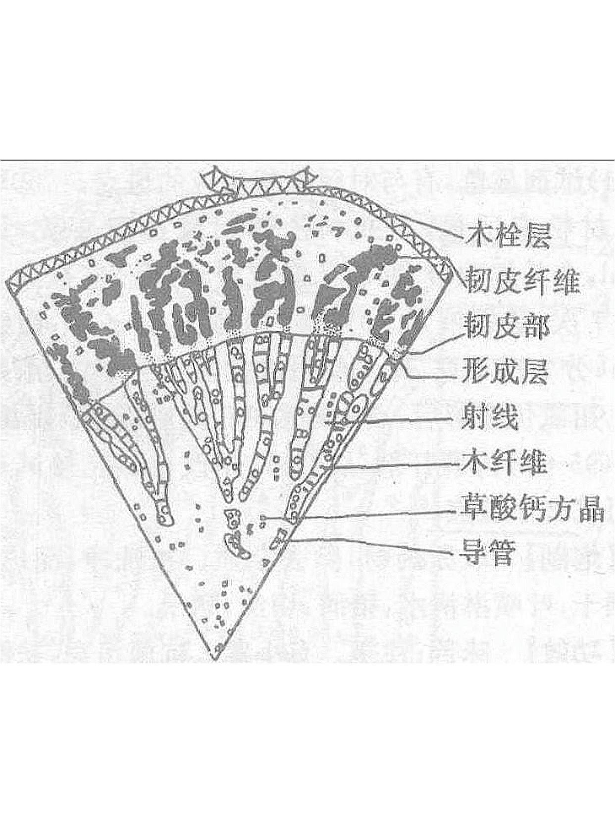 一文看懂：木栓形成层属于什么组织