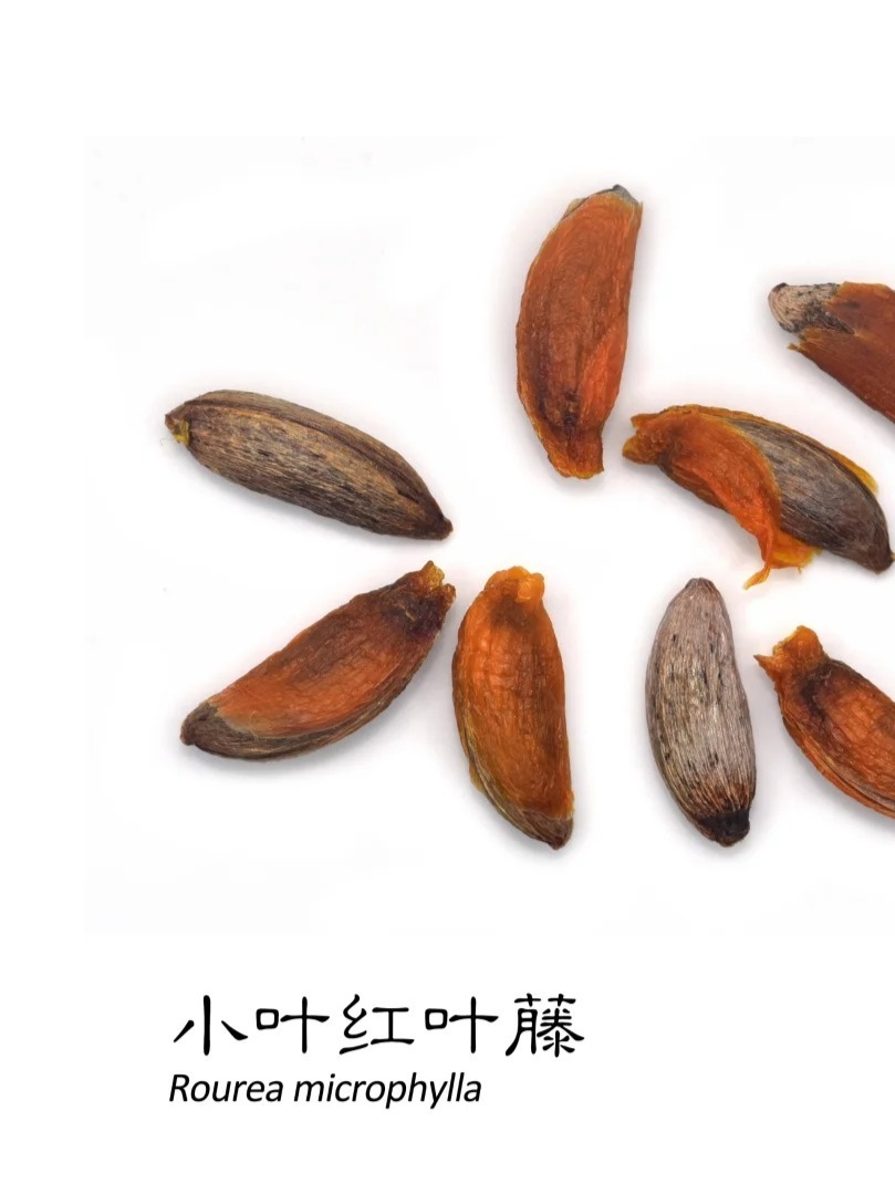 科普：假种皮的神奇奥秘