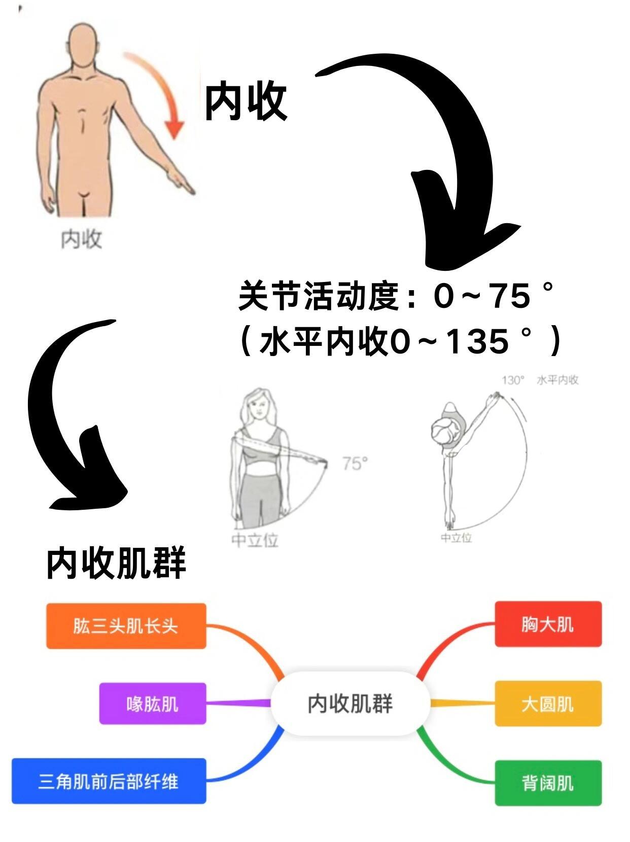 一文看懂：肩关节六大运动方向分析