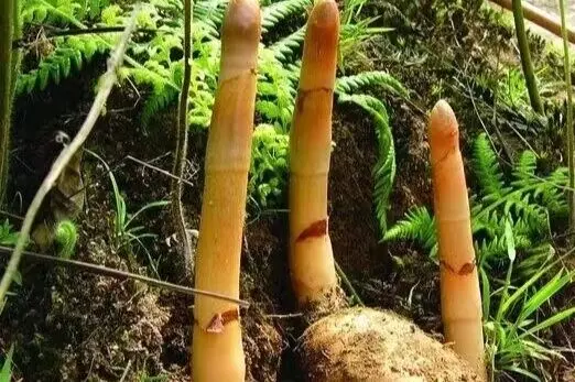 天麻，你的养生伙伴！食用要注意些什么？