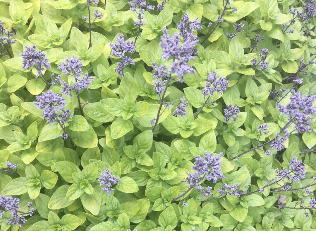 速看！只有河南人吃荆芥吗？