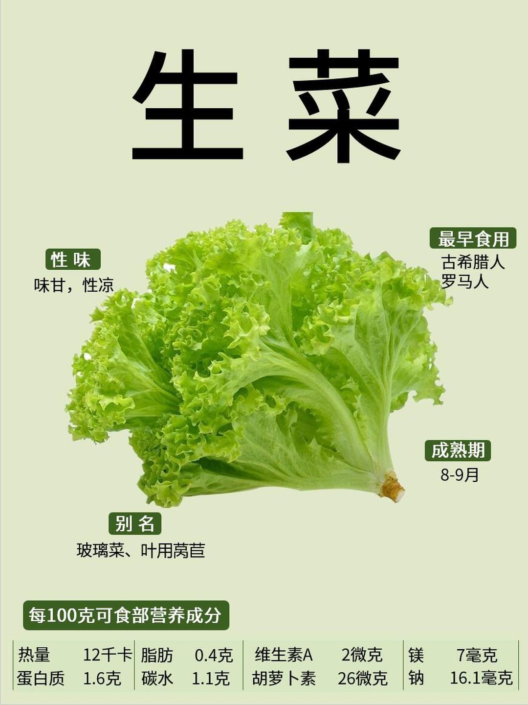 超级食物-生菜