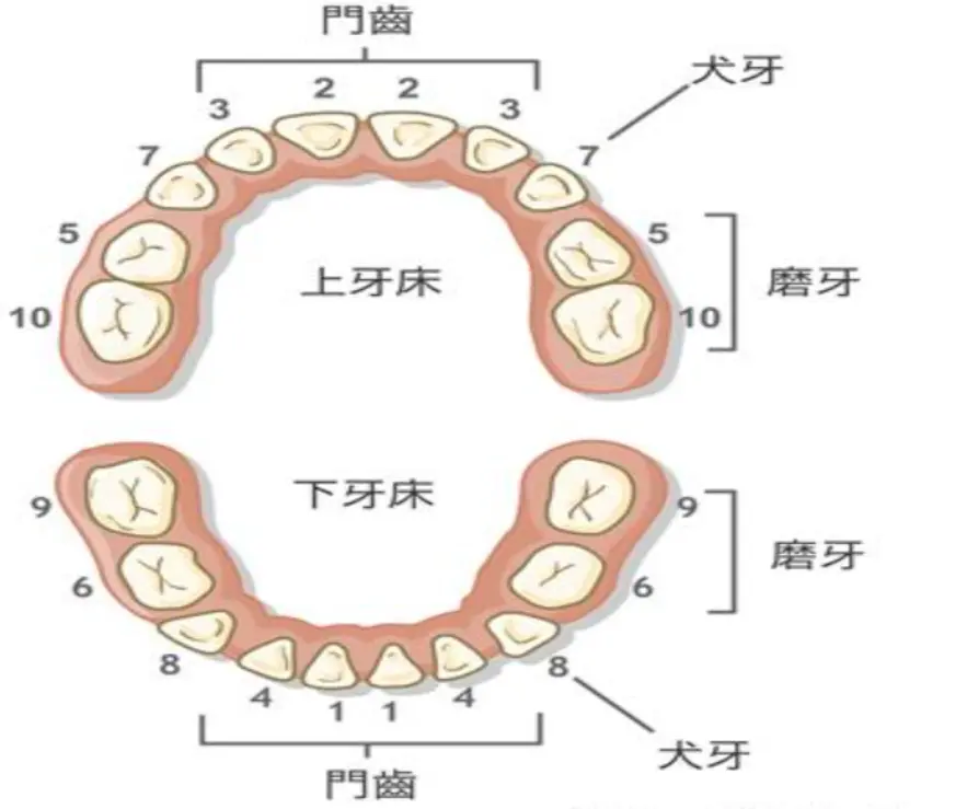 除此之外，很少被大家关注的一个点就是我们的大门牙，也叫作上颚门齿。