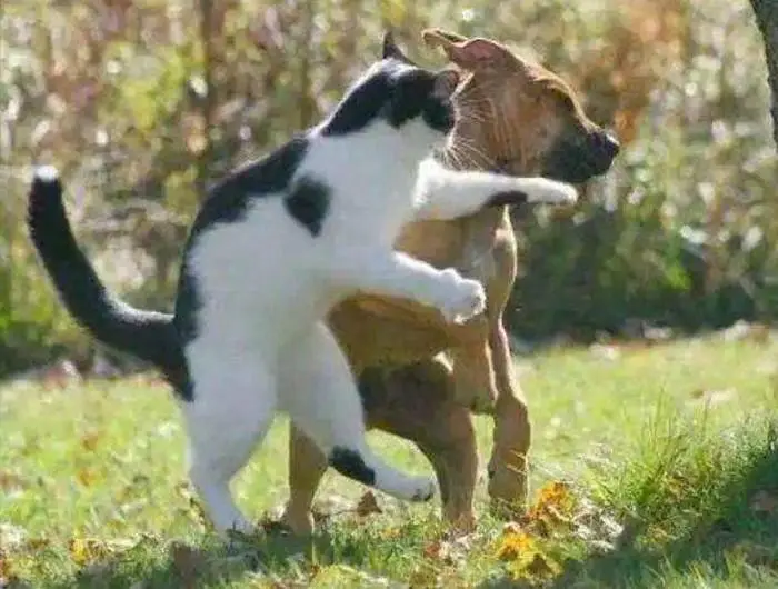 梦见猫和狗站起来一起跳舞，梦境背后的深层含义与解析