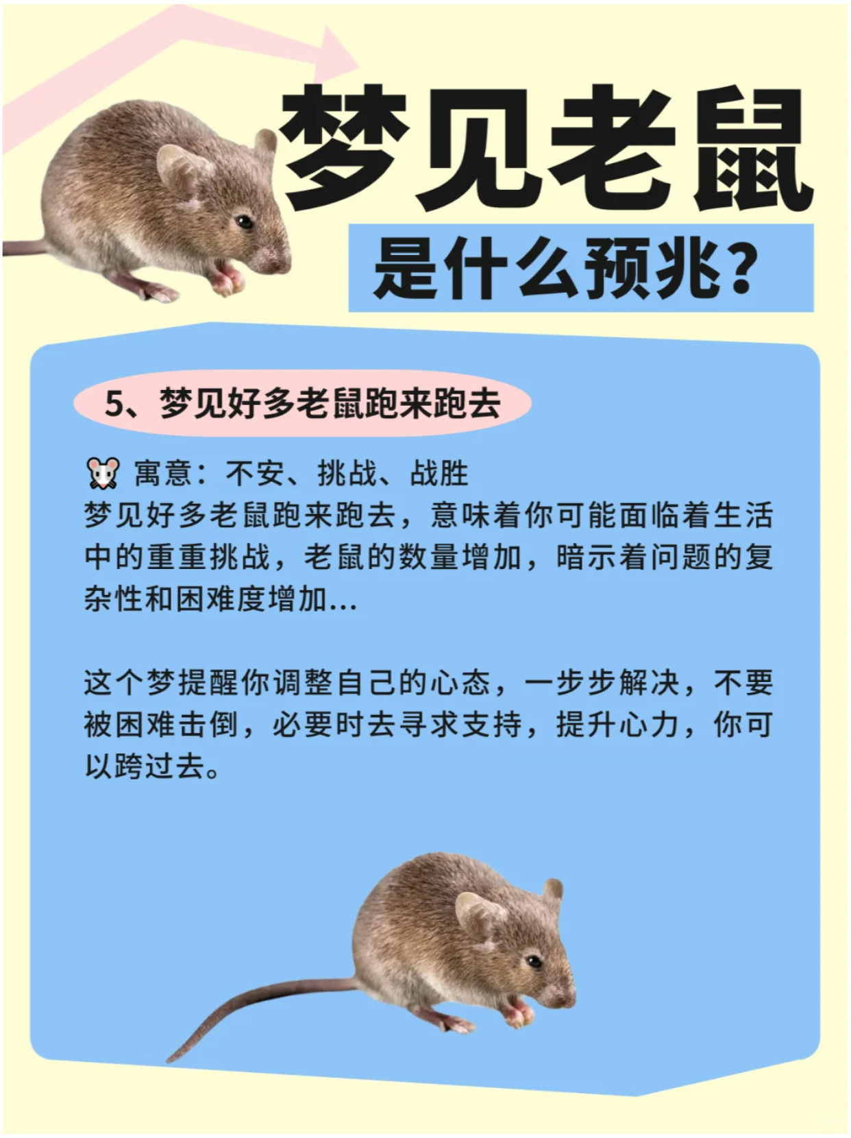 梦境解析，男人梦见老鼠一直往他兜里爬的深层含义