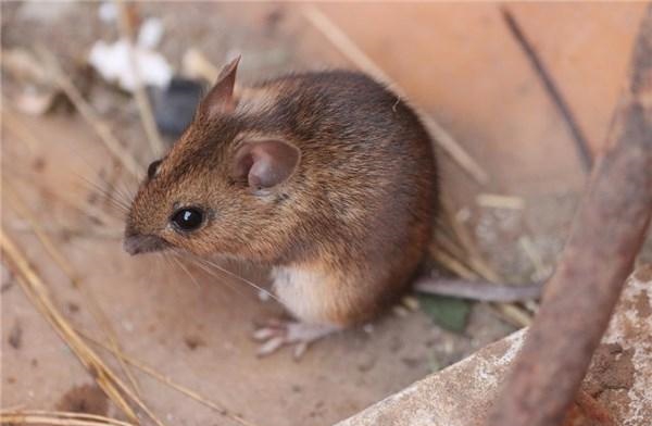 周公解梦，破解梦见老鼠的深层含义与启示